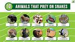 What Eats Snakes