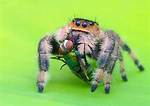 What Eats Spiders