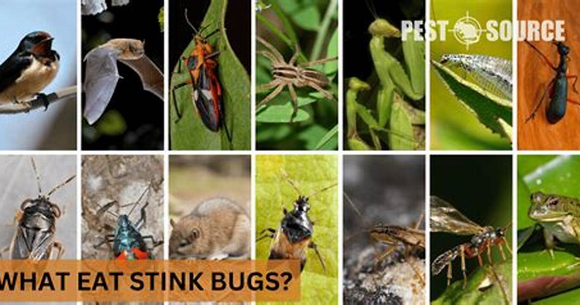 What Eats Stink Bugs