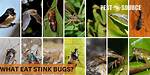 What Eats Stink Bugs
