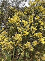 What Eats the Golden Wattle?
