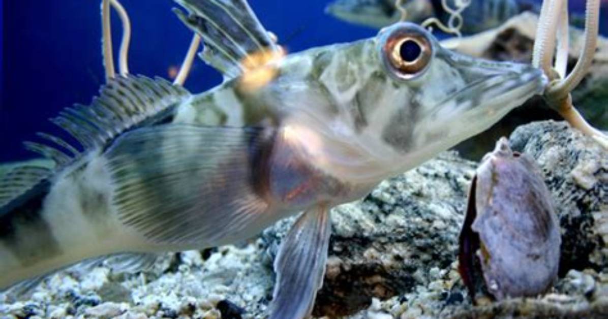 What Eats the Icefish?