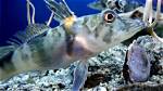 What Eats the Icefish?