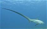 What Eats Thresher Sharks?