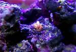 What Eats Vermetid Snails?