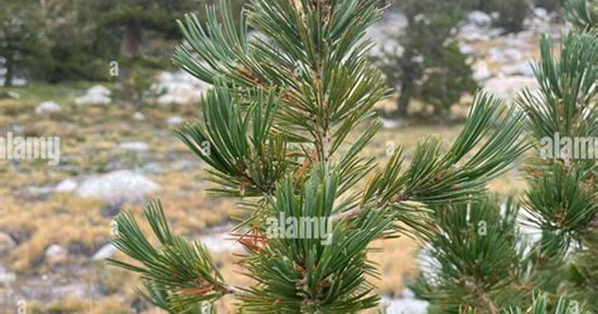 What Eats Whitebark Pine?