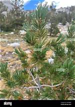 What Eats Whitebark Pine?