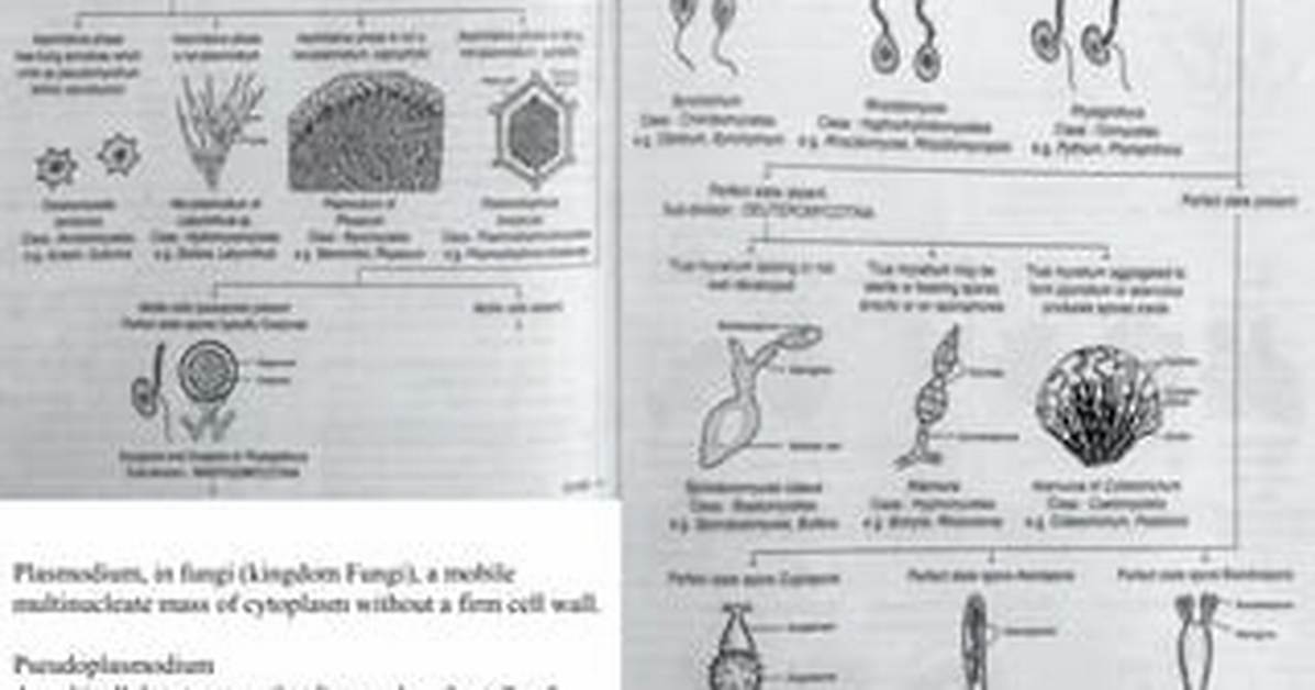 What Forms a Pseudoplasmodium?