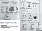 What Forms a Pseudoplasmodium?