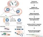 What Function Do the Micronuclei Play in the Ciliates?