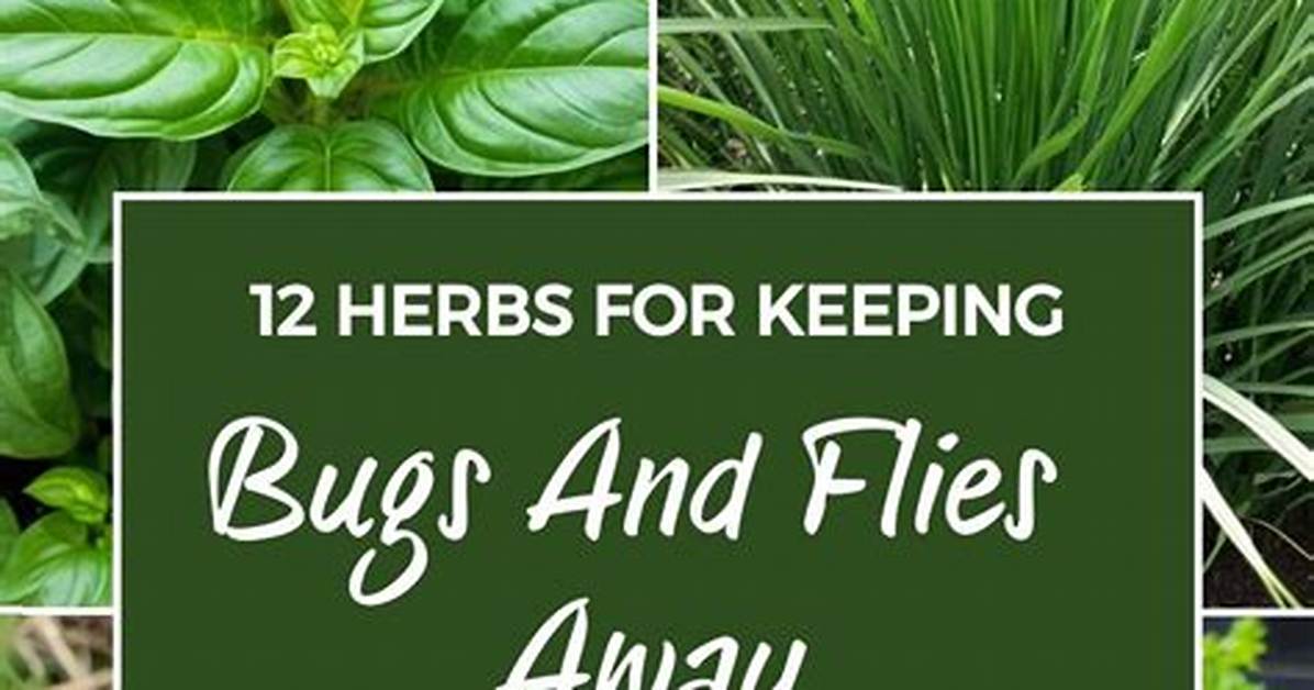 What Herbs Deter Bugs