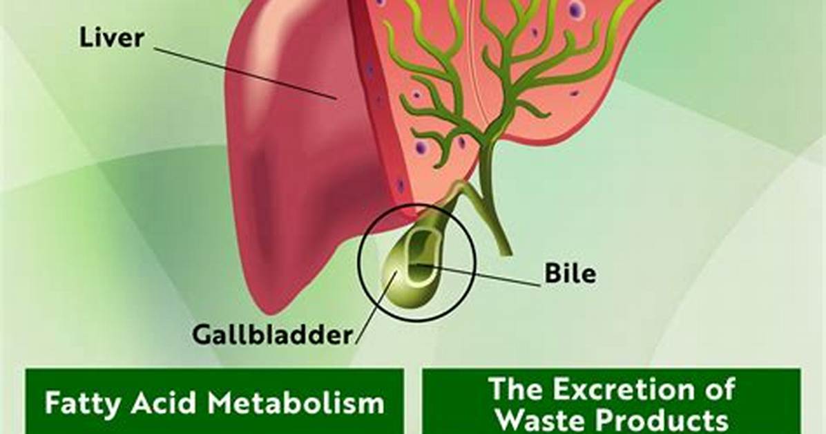 What Increases Bile Flow