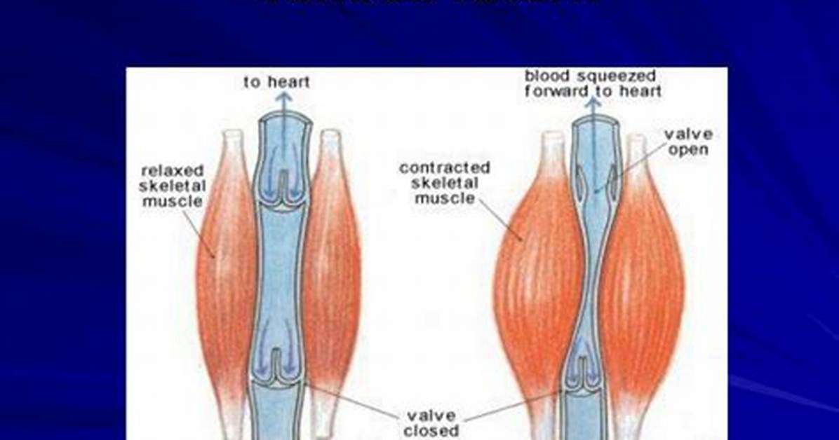 What Increases Venous Return?