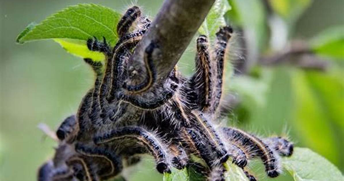 What Insects Kill Trees