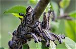 What Insects Kill Trees