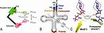 What Is a Acceptor Stem?