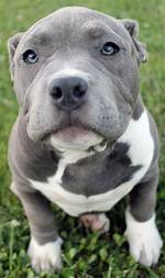 What Is a Blue Pitbull?