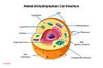 What Is a Cell