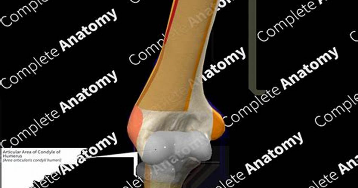 What Is a Condyle