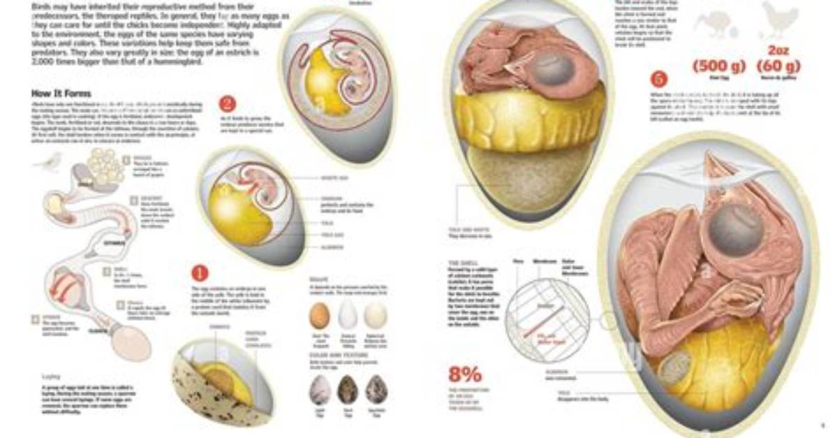 What Is a Developing Egg