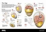 What Is a Developing Egg