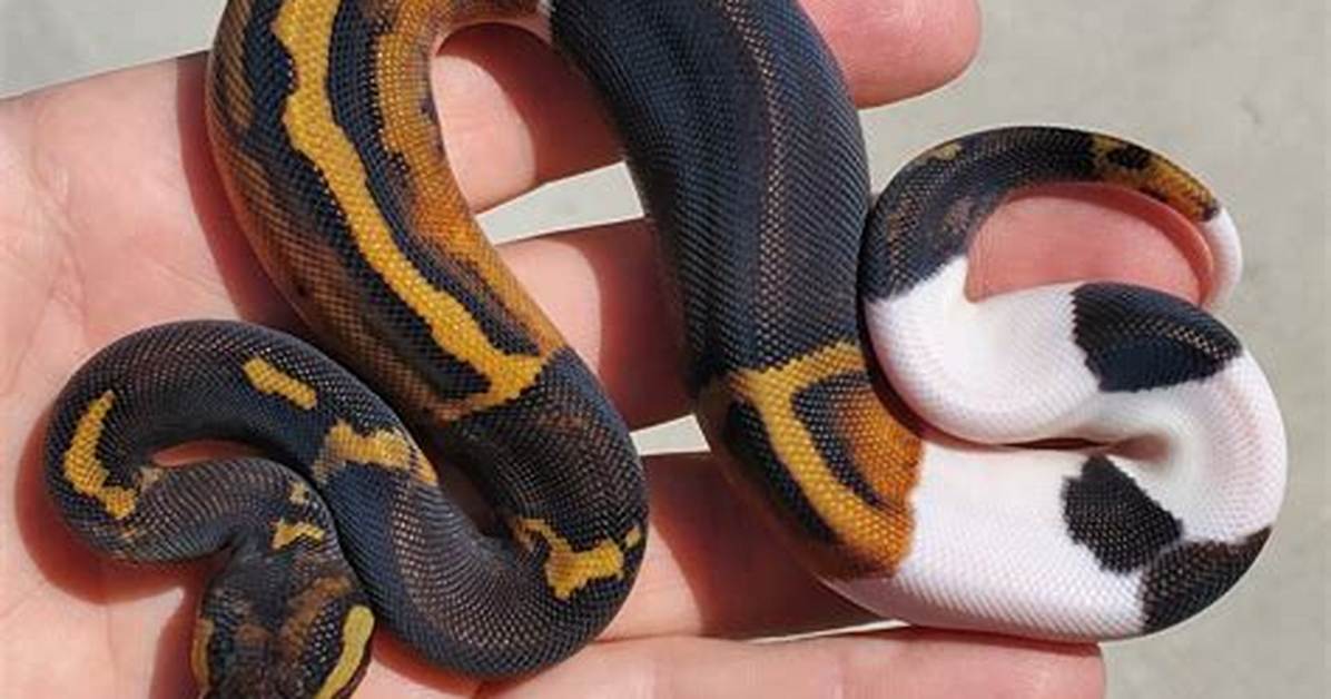 What Is a Fire Ball Python?