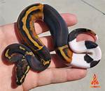 What Is a Fire Ball Python?