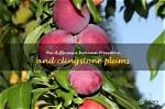 What Is a Freestone Plum