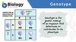 What Is a Genotype Example