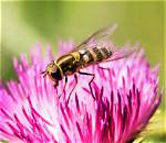 What Is a Harmless Hoverfly