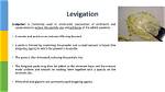What Is a Levigating Agent?