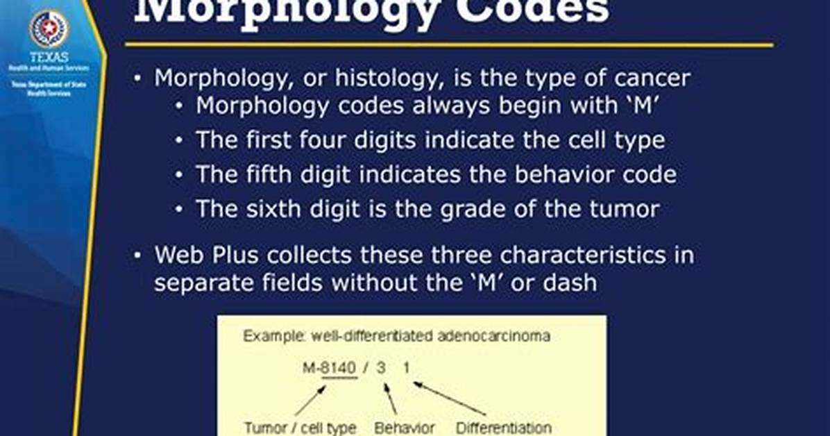 What Is a Morphology Code