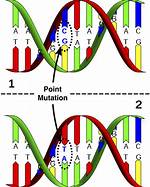 What Is a Point Mutation Example?