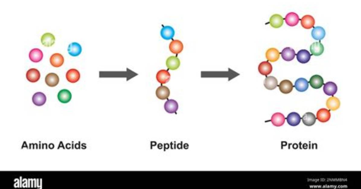 What Is a Polypeptide