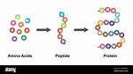 What Is a Polypeptide