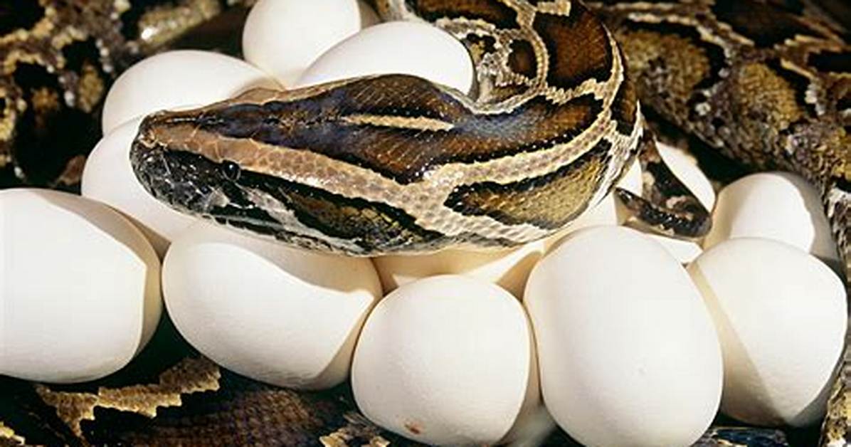 What Is a Python Egg?