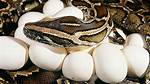What Is a Python Egg?