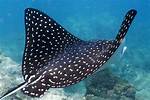 What Is a Ray