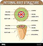 What Is a Root Structure