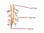 What Is a Root