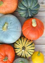 What Is a Squash