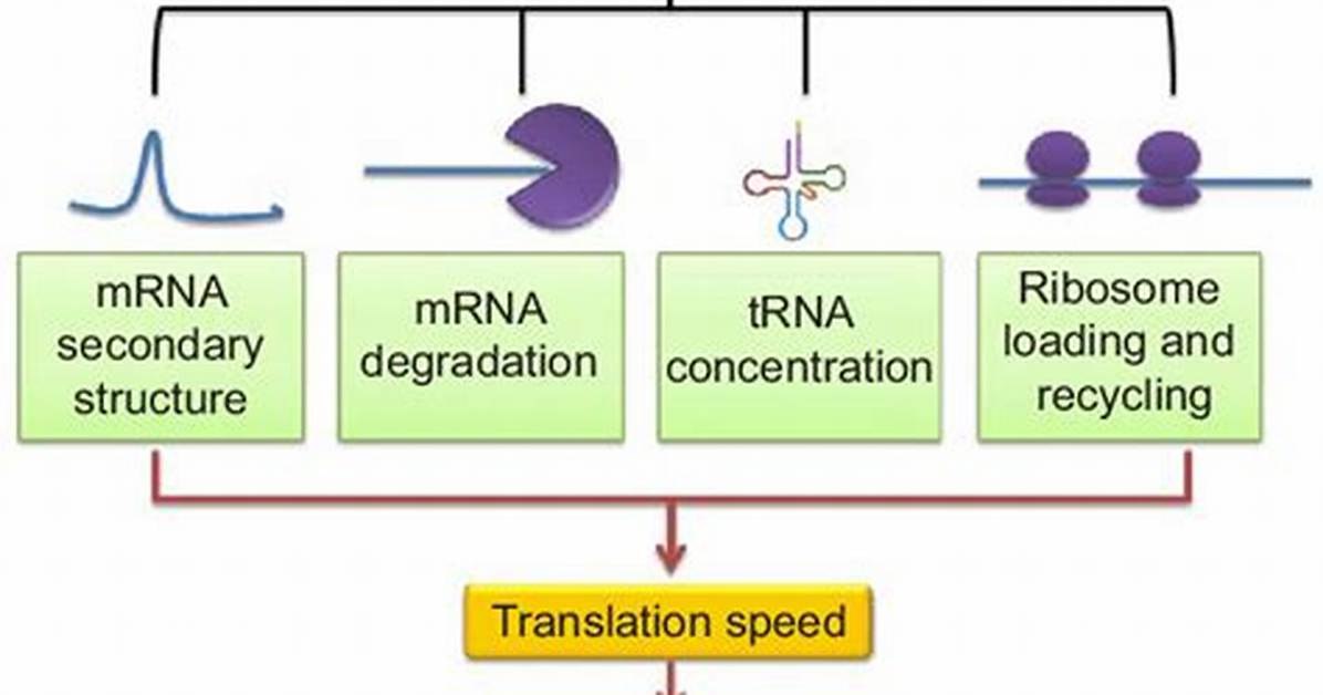 What Is a Synonymous Mutation?