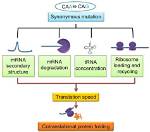 What Is a Synonymous Mutation?