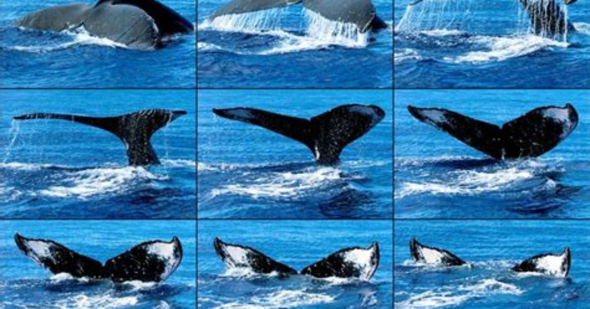 What Is a Tail Sequence?
