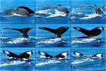 What Is a Tail Sequence?