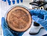 What Is a Tree Core Sample