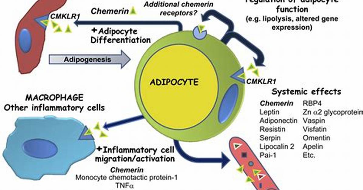 What Is Adipokines Function