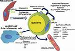 What Is Adipokines Function