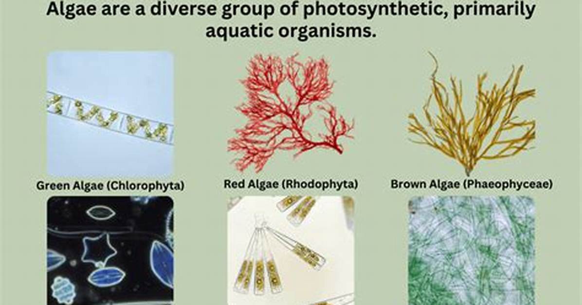 What Is Algae