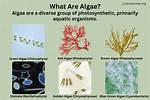 What Is Algae